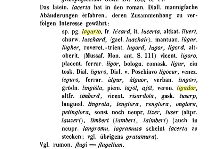 L'' alligatore